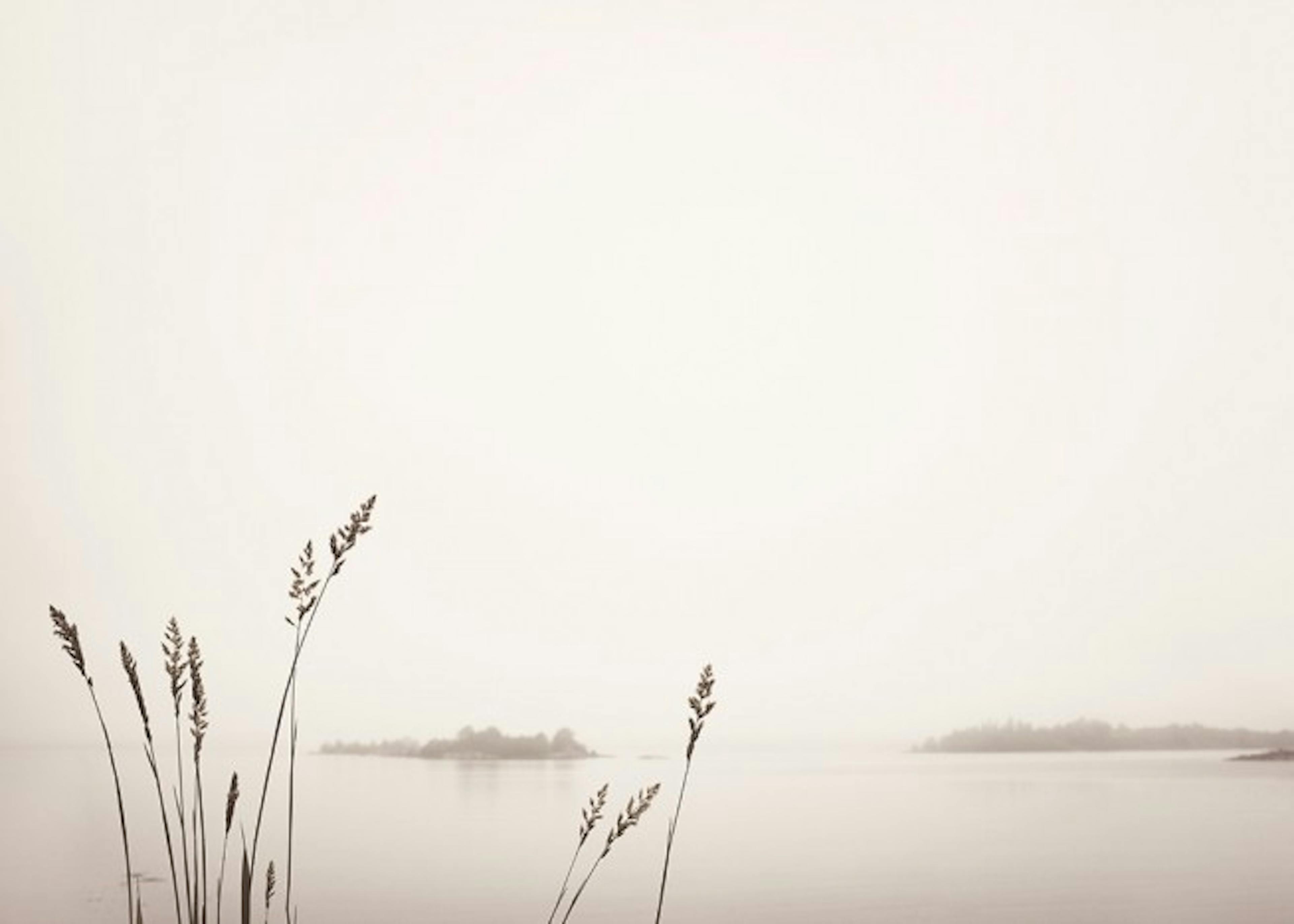 Reed by Foggy Lake Print