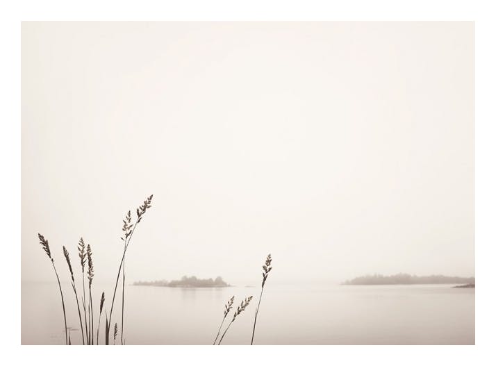 Reed by Foggy Lake Poster (30x40 cm) - Natuur posters