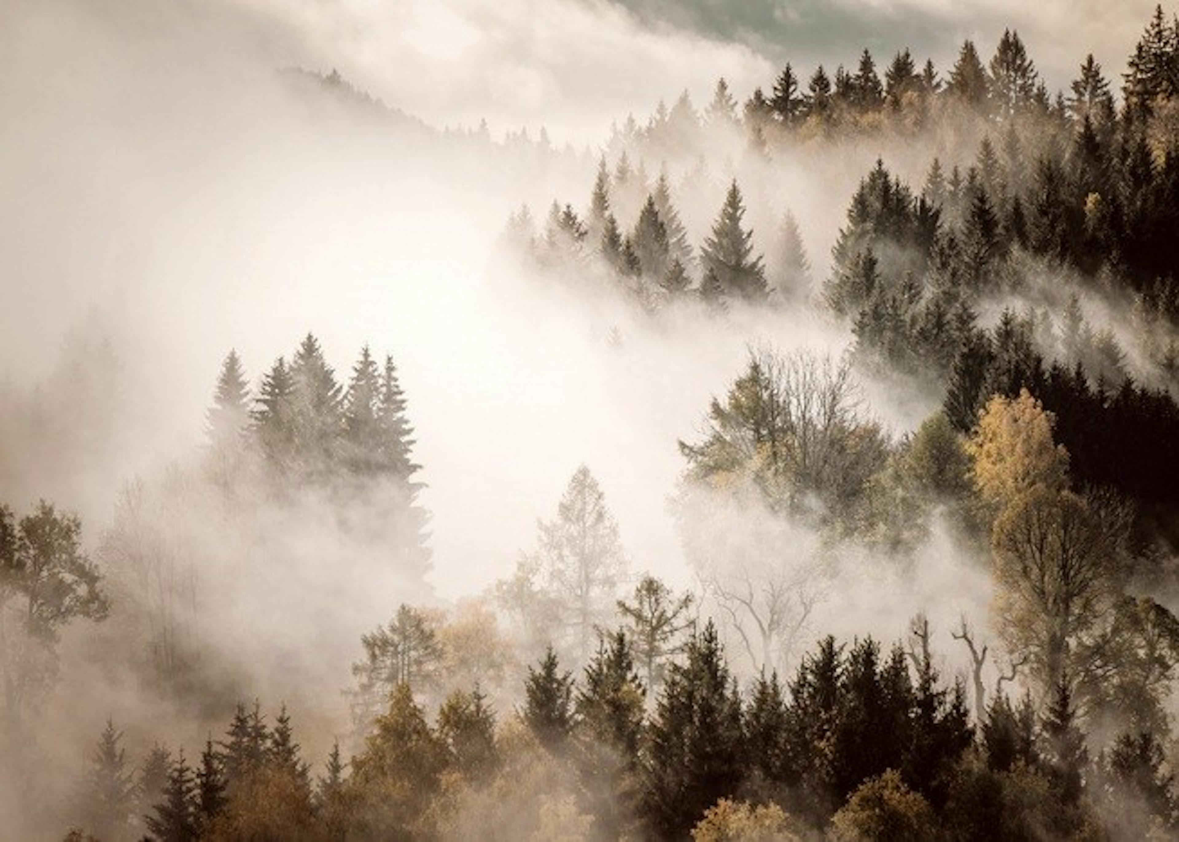 Misty Autumn Forest Juliste 0