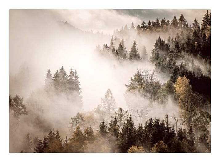 Misty Autumn Forest Plakat (50x70 cm)- Zdjęcia natury