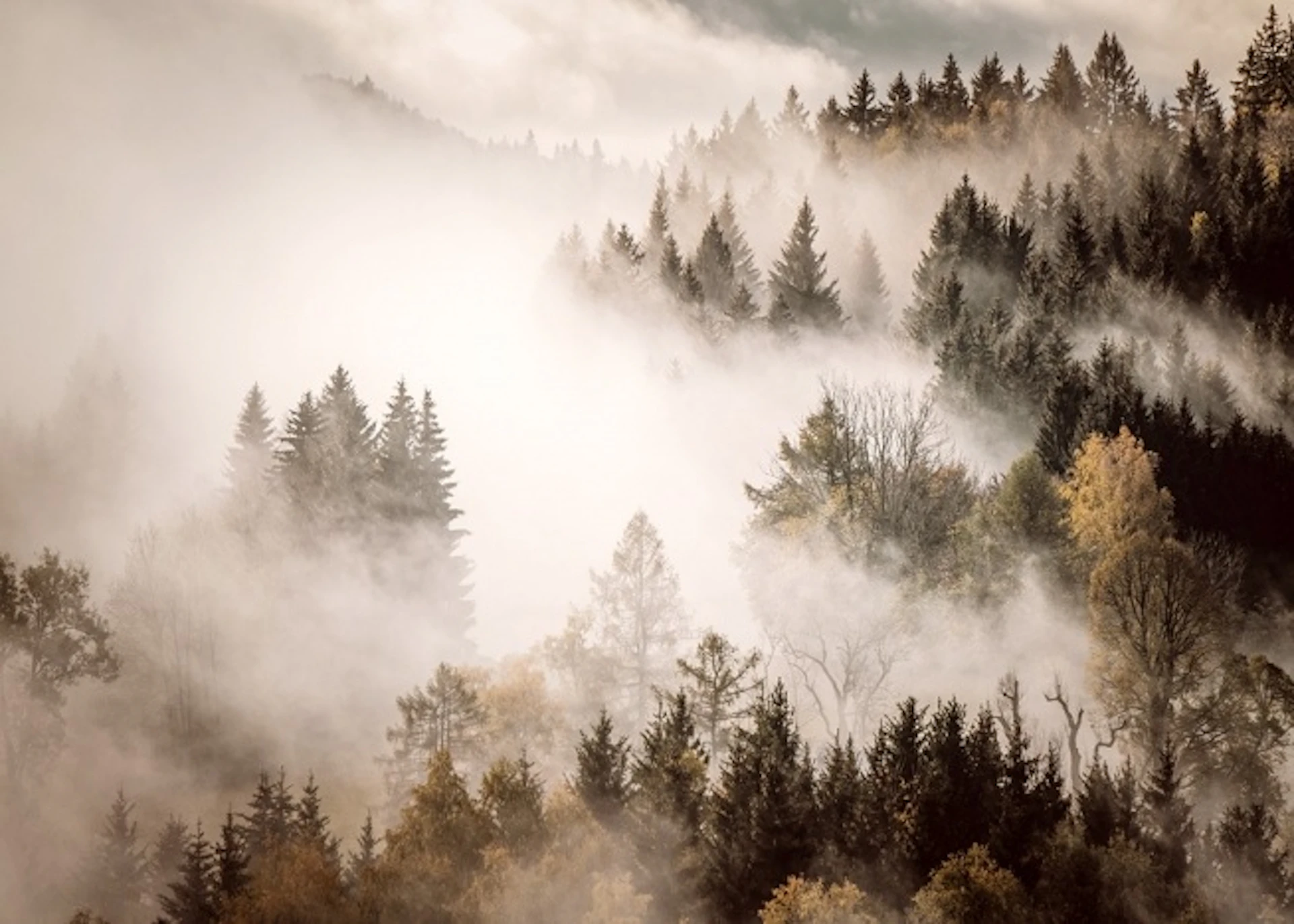 Metsäkuvat | Julisteet kuvilla metsästä| Desenio.fi