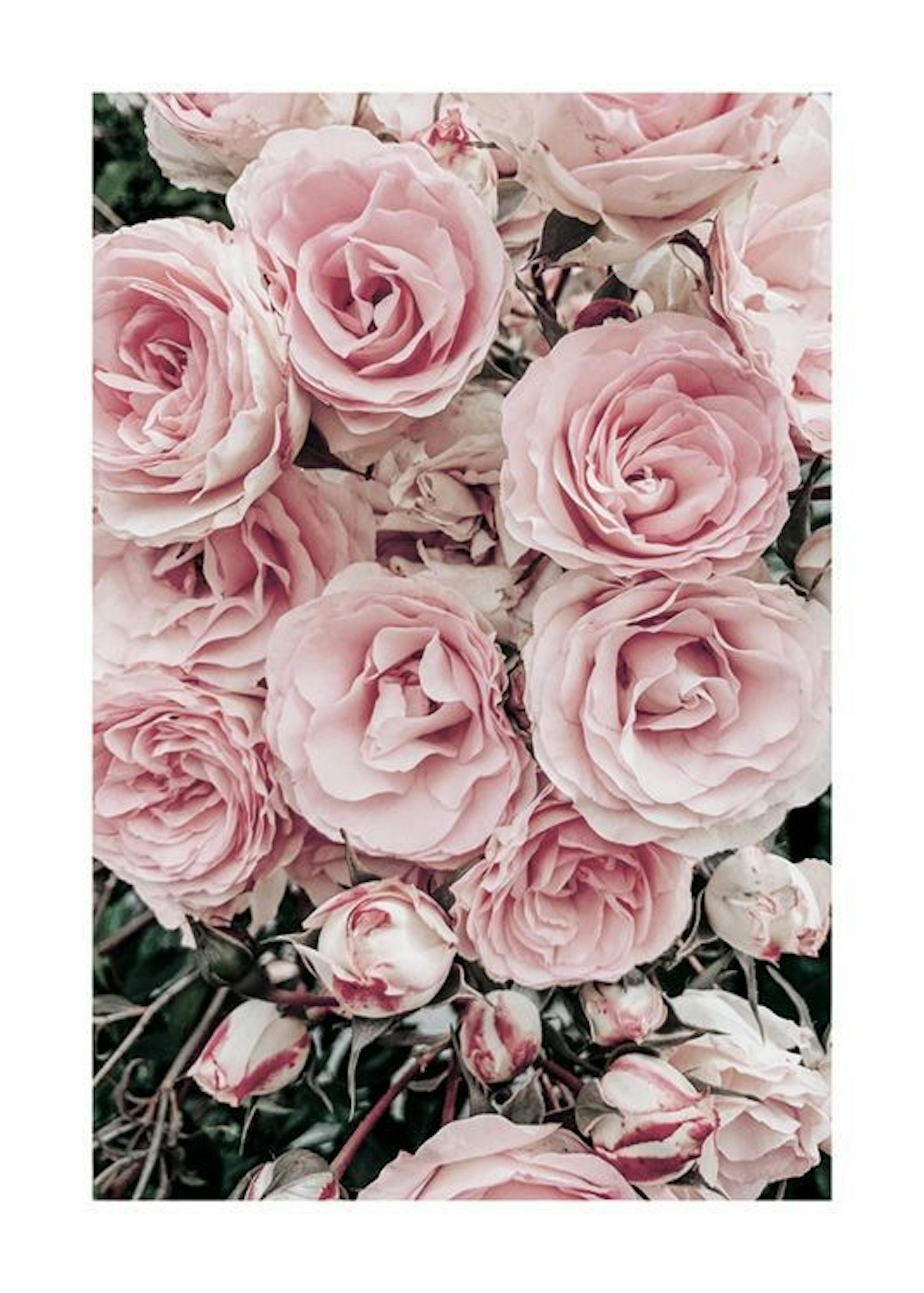 Dreamy Roses Juliste 0