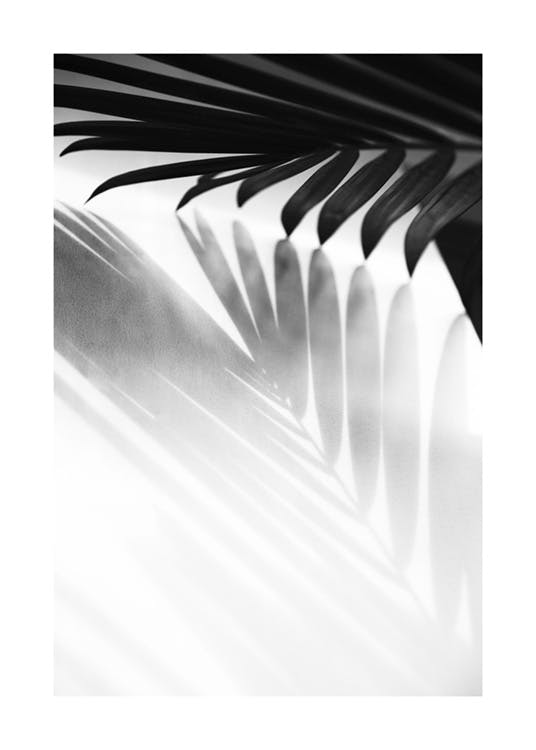 Palm Shadow B&W Poster 0
