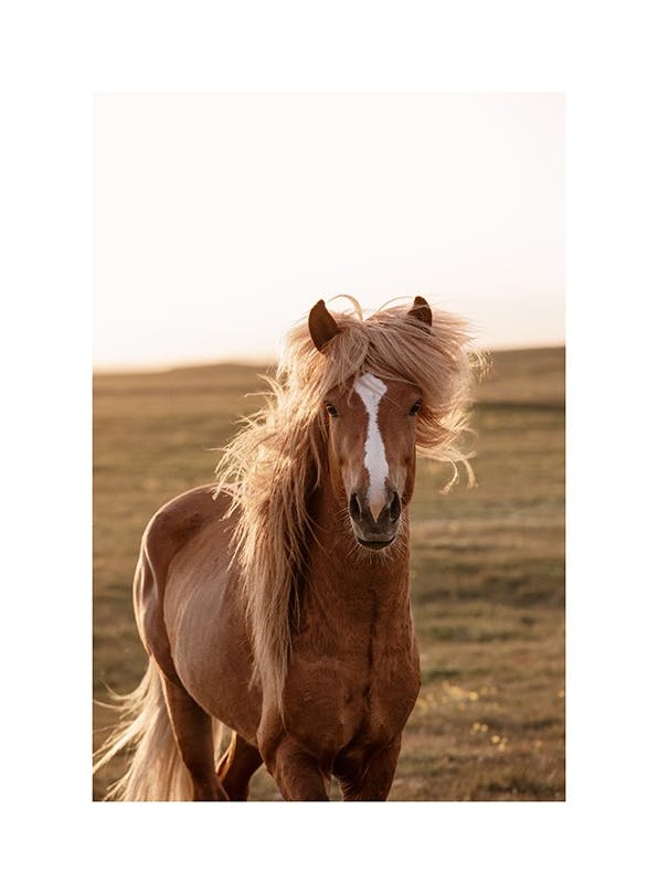 Golden Horse Plakat (30x40 cm)- Fotografia