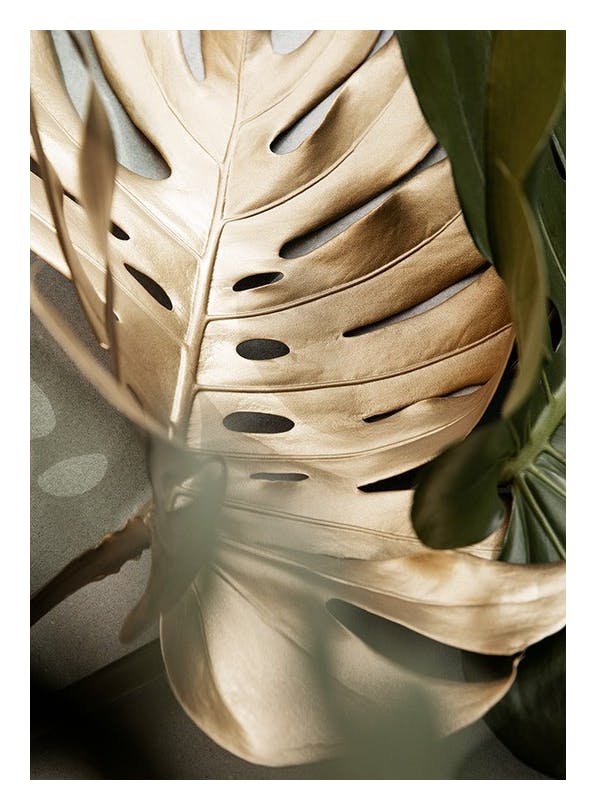 Golden Monstera leaves Plakat (50x70 cm)-Plakaty