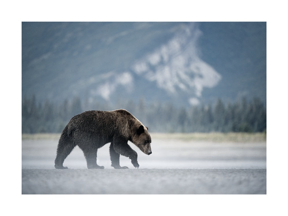 Young Brown Bear Poster 0