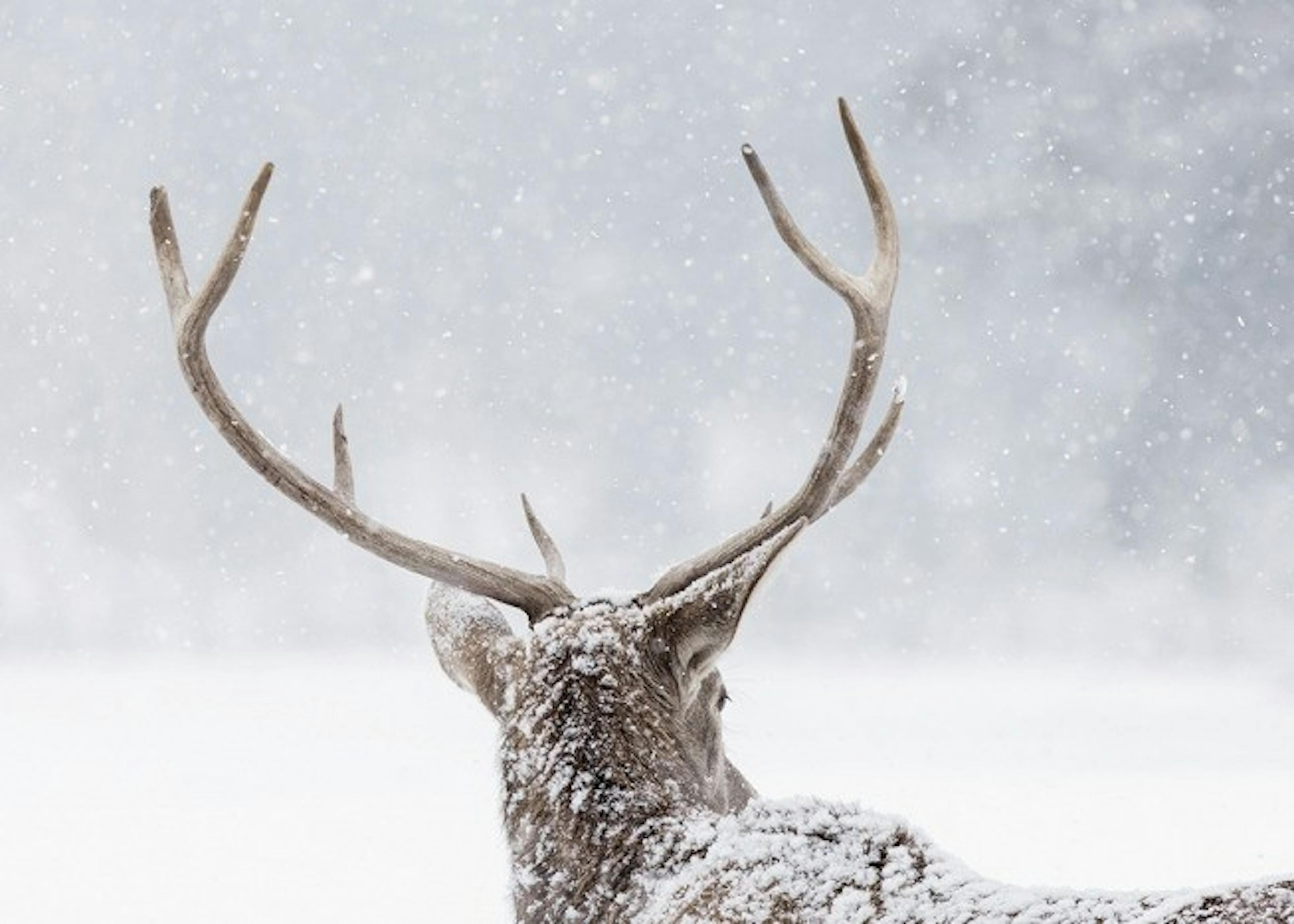 Deer in the Snow Poster 0