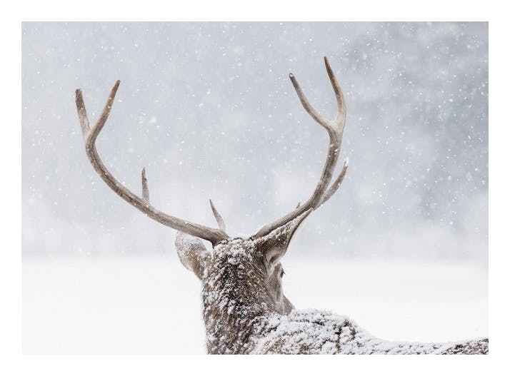 Prints - Deer in the Snow Print (50x70 cm) - Animal art prints