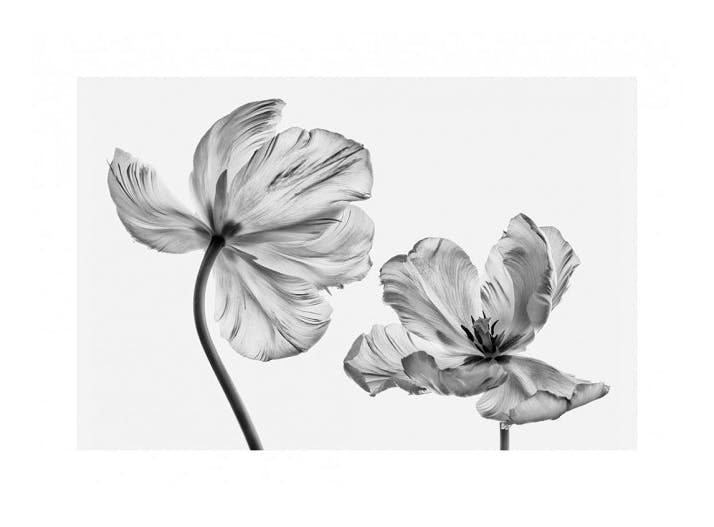 Black and White Tulips Poster (21x30 cm) - Bloemen