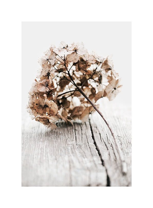Prints - Hydrangea Twig Print (30x40 cm) - Floral prints