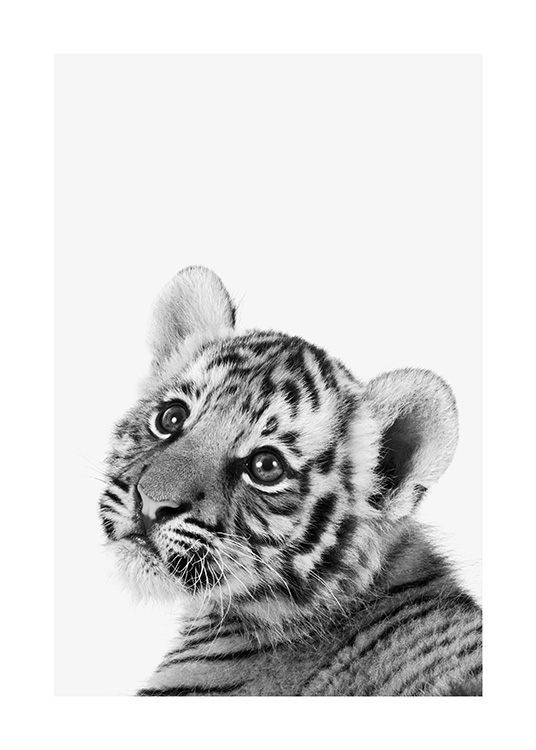 Baby Tiger Poster
