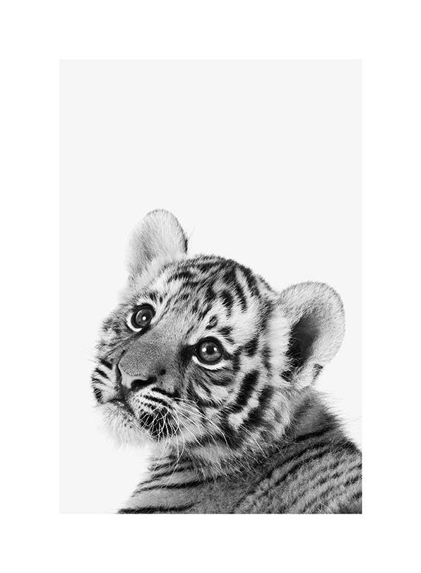 Baby Tiger Poster (30x40 cm) - Bilder mit Tiermotiven