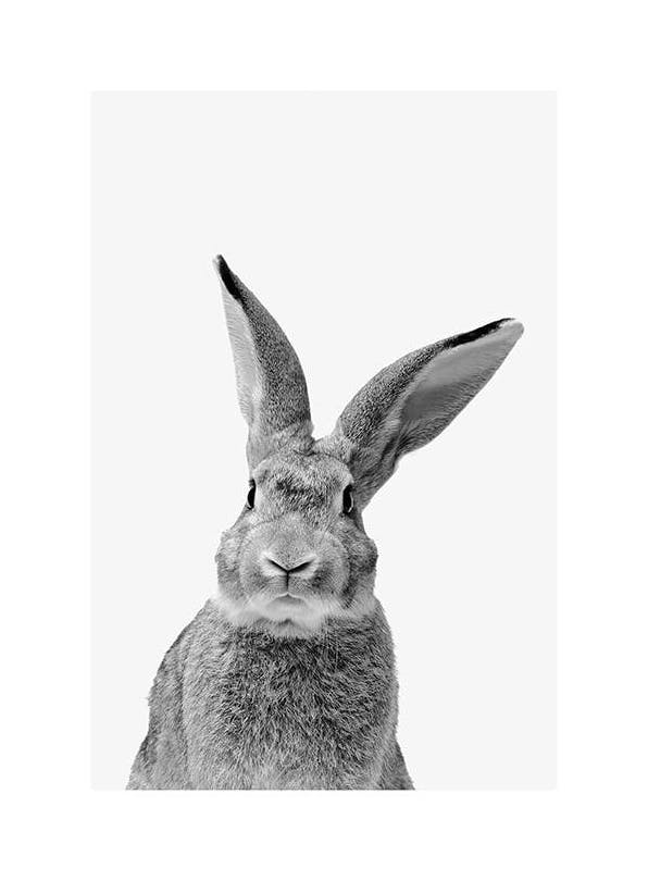 Black and White Rabbit Poster (30x40 cm) - Bilder mit Tiermotiven