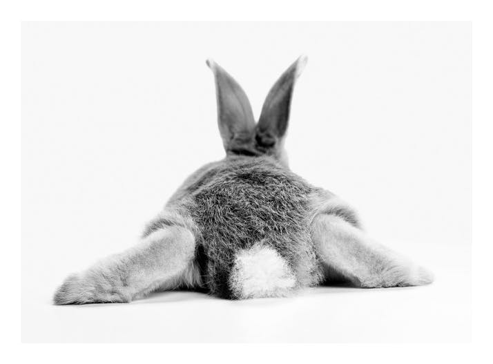 Bunny Behind Poster (30x40 cm) - Bilder mit Tiermotiven