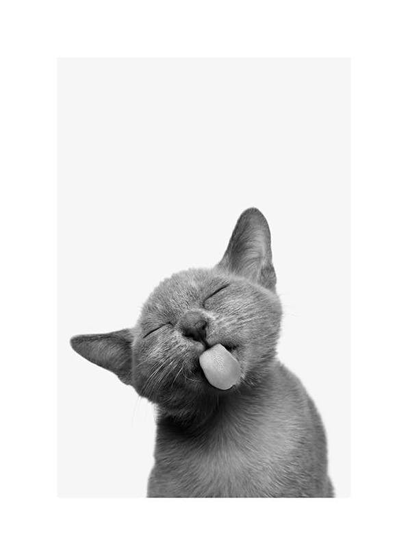 Cat Tongue Poster (30x40 cm) - Bilder mit Tiermotiven