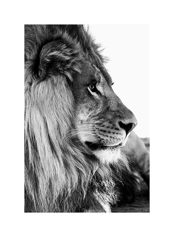 Lion Profile Plakat (50x70 cm)-Plakaty