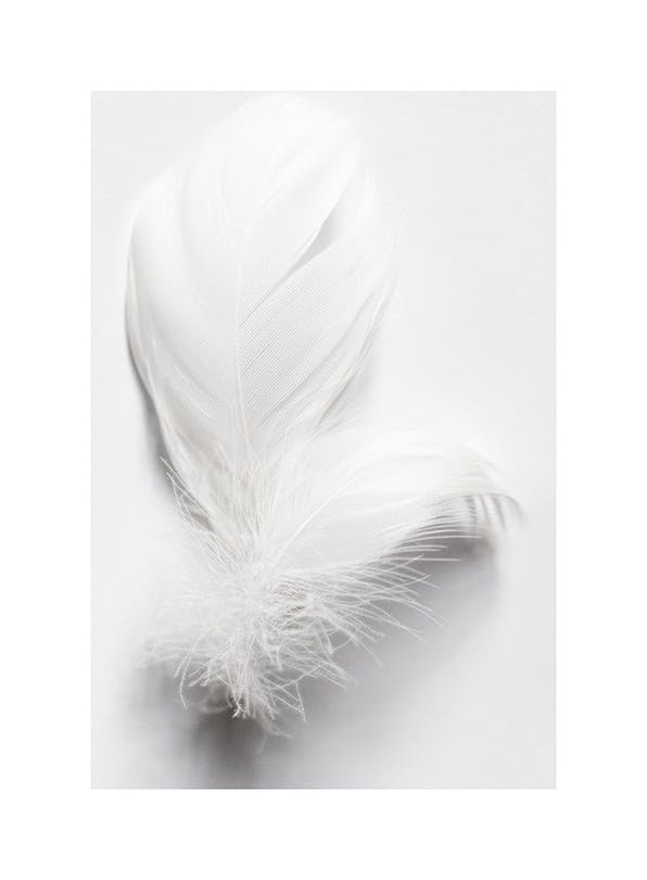 White Feathers Plakat (50x70 cm)- Czarno-białe zdjęcia