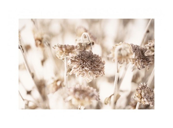 Prints - Dried Daisies Print (30x40 cm) - Floral prints