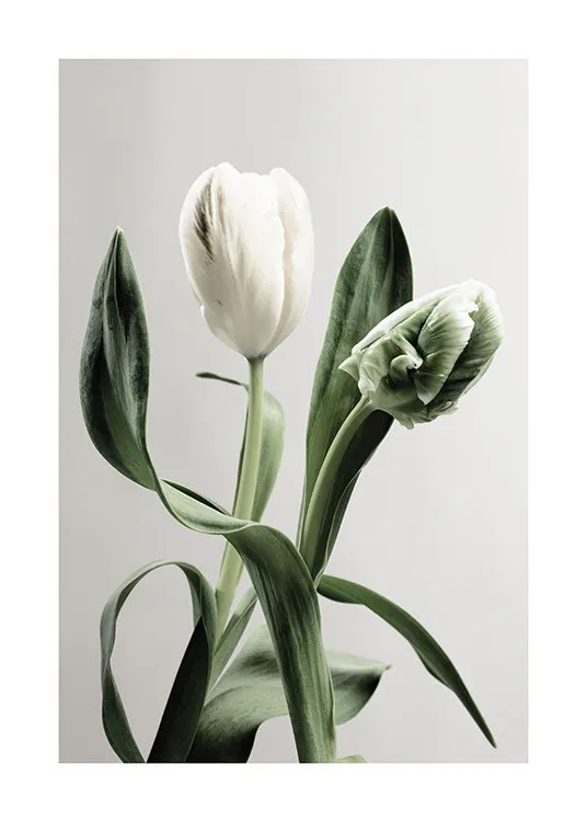 Green Tulips Print 0
