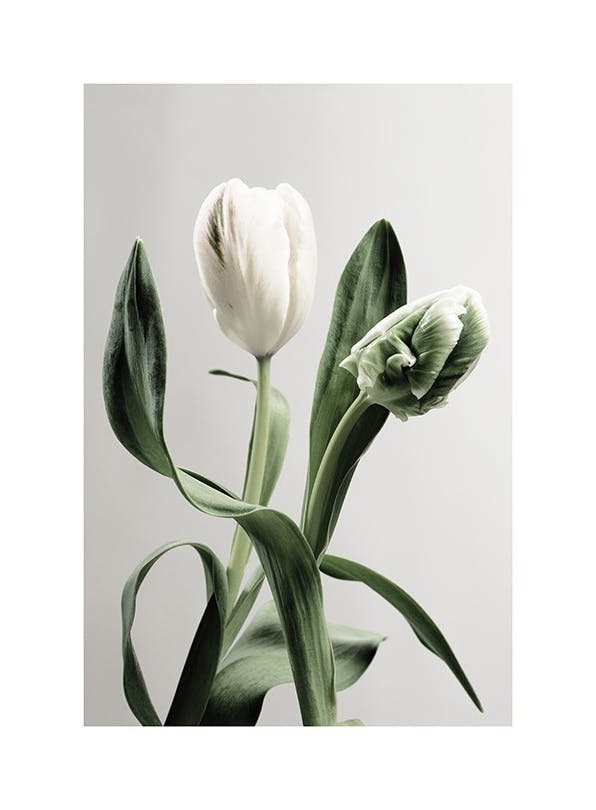 Green Tulips Poster (50x70 cm)