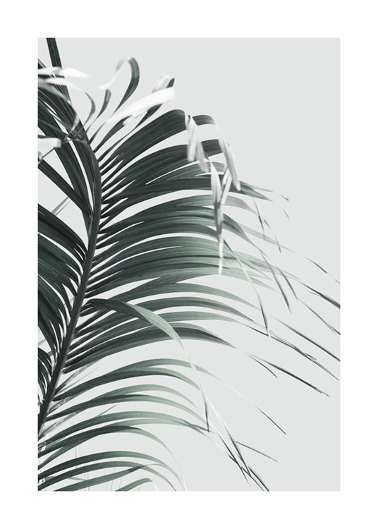 French Palm Leaf Plakat 0