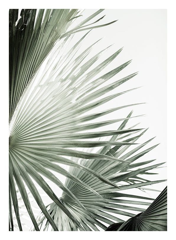 Prints - Green Palm Leaves Print (21x30 cm) - Palm prints
