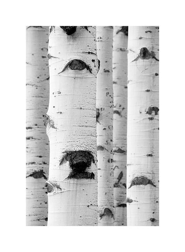 Birch Trees Poster (21x30 cm) - Natuur posters