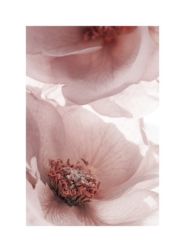 Garden Roses Plakat (30x40 cm)- Plakaty z kwiatami