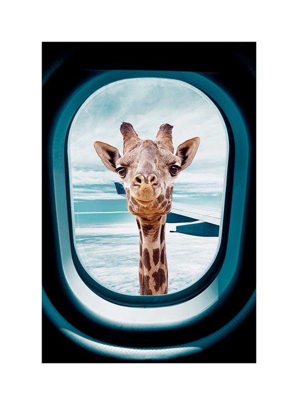 Prints - Peek-A-Boo Giraffe Print (30x40 cm) - Giraffe prints