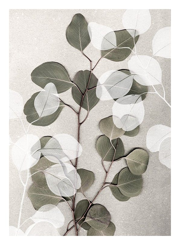 Eucalyptus Art No1 Plakat (50x70 cm)- Rośliny zielone