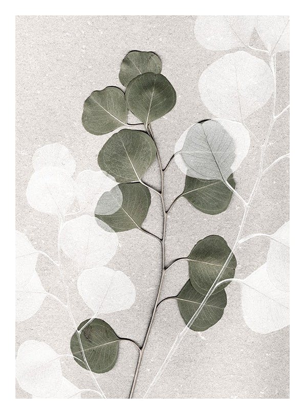 Eucalyptus Art No2 Print (50x70 cm)