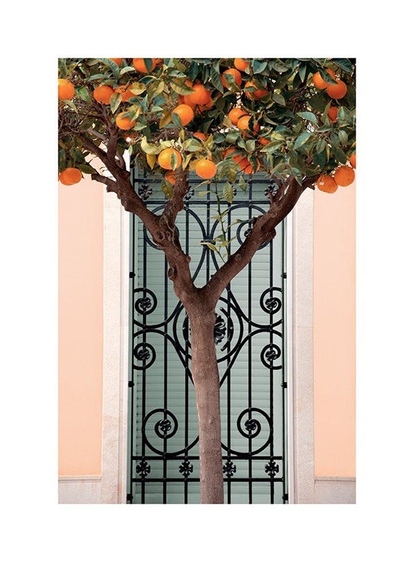 Prints - Orange Tree in Valencia (50x70 cm) - Photography prints