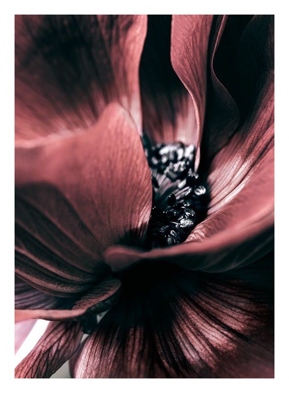 Anemone Close-up Plakat (30x40 cm)- Plakaty z kwiatami