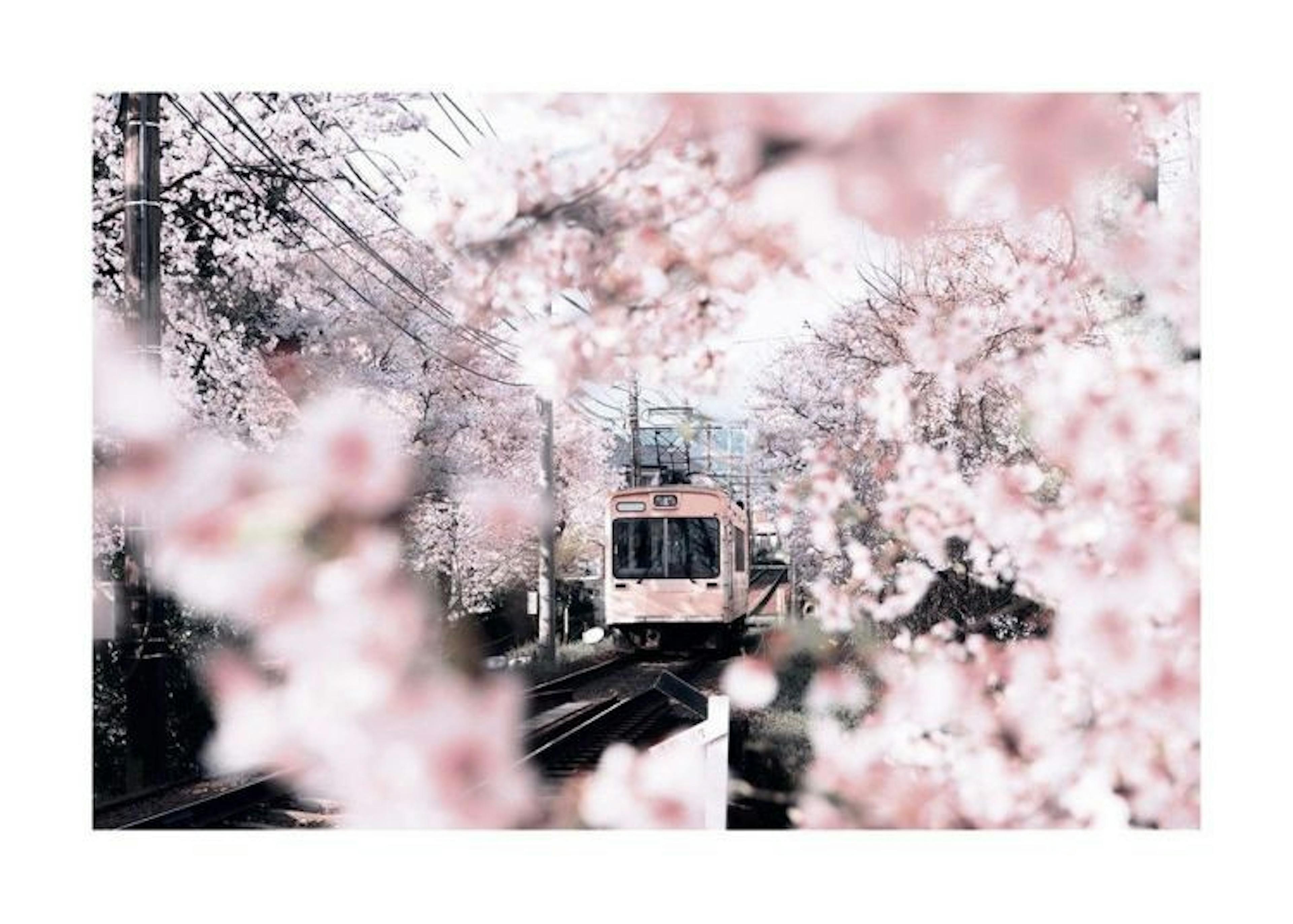 Blossom in Kyoto Print