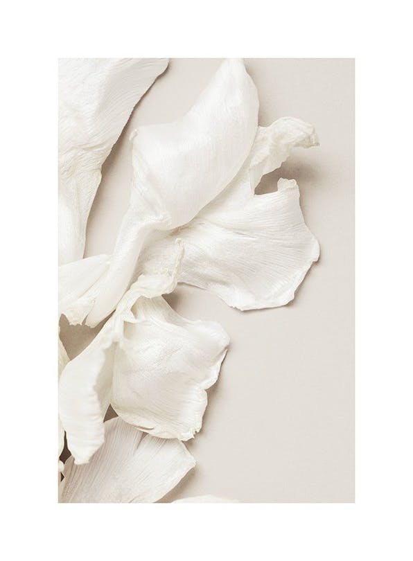 Tulip Petals Plakat (50x70 cm) - Plakater > Botaniske plakater > Blomsterplakater