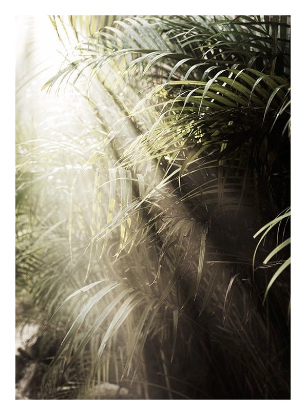 Hazy Palm Trees Poster (50x70 cm)