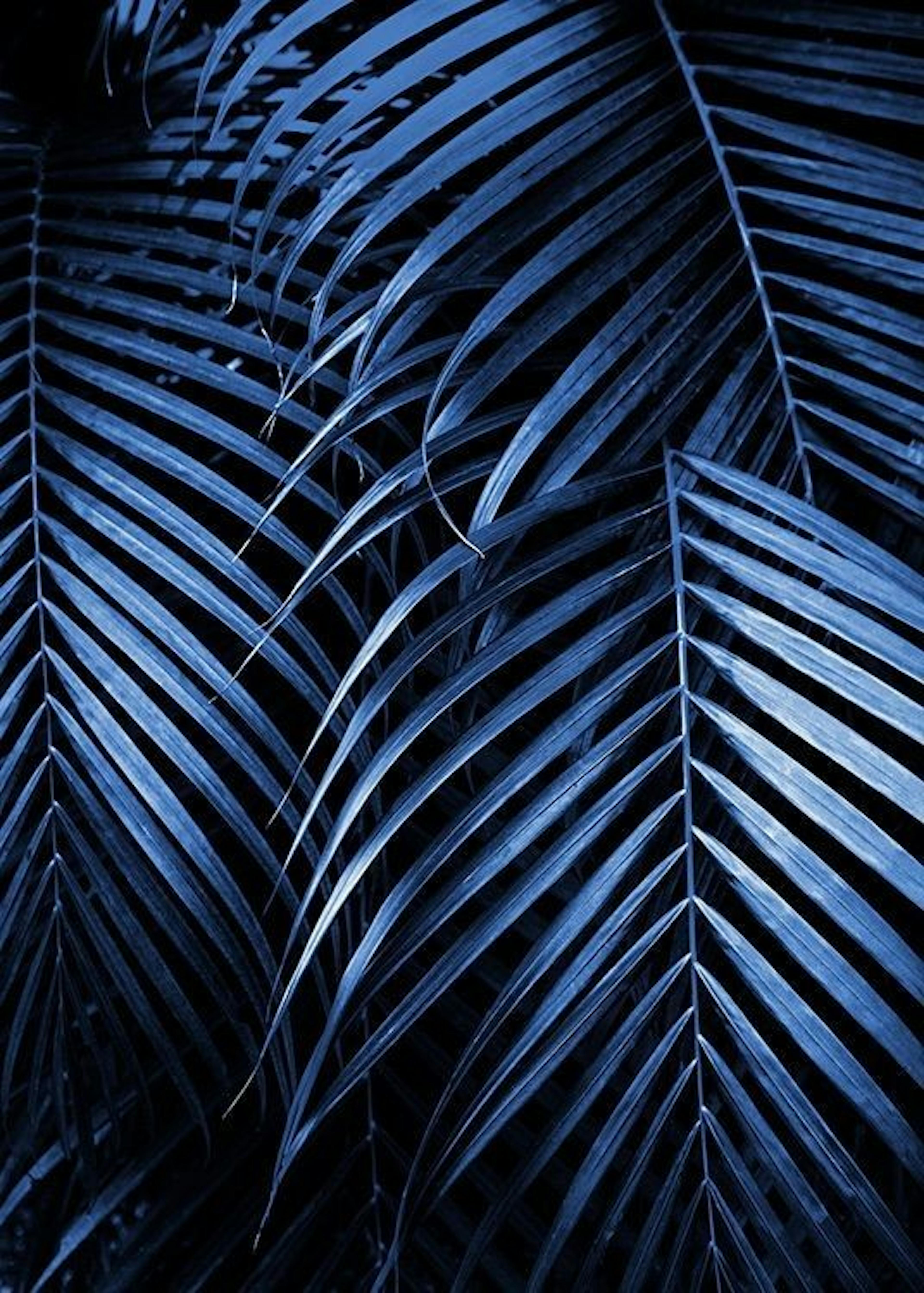 Blue Palm Leaves No2 Poster