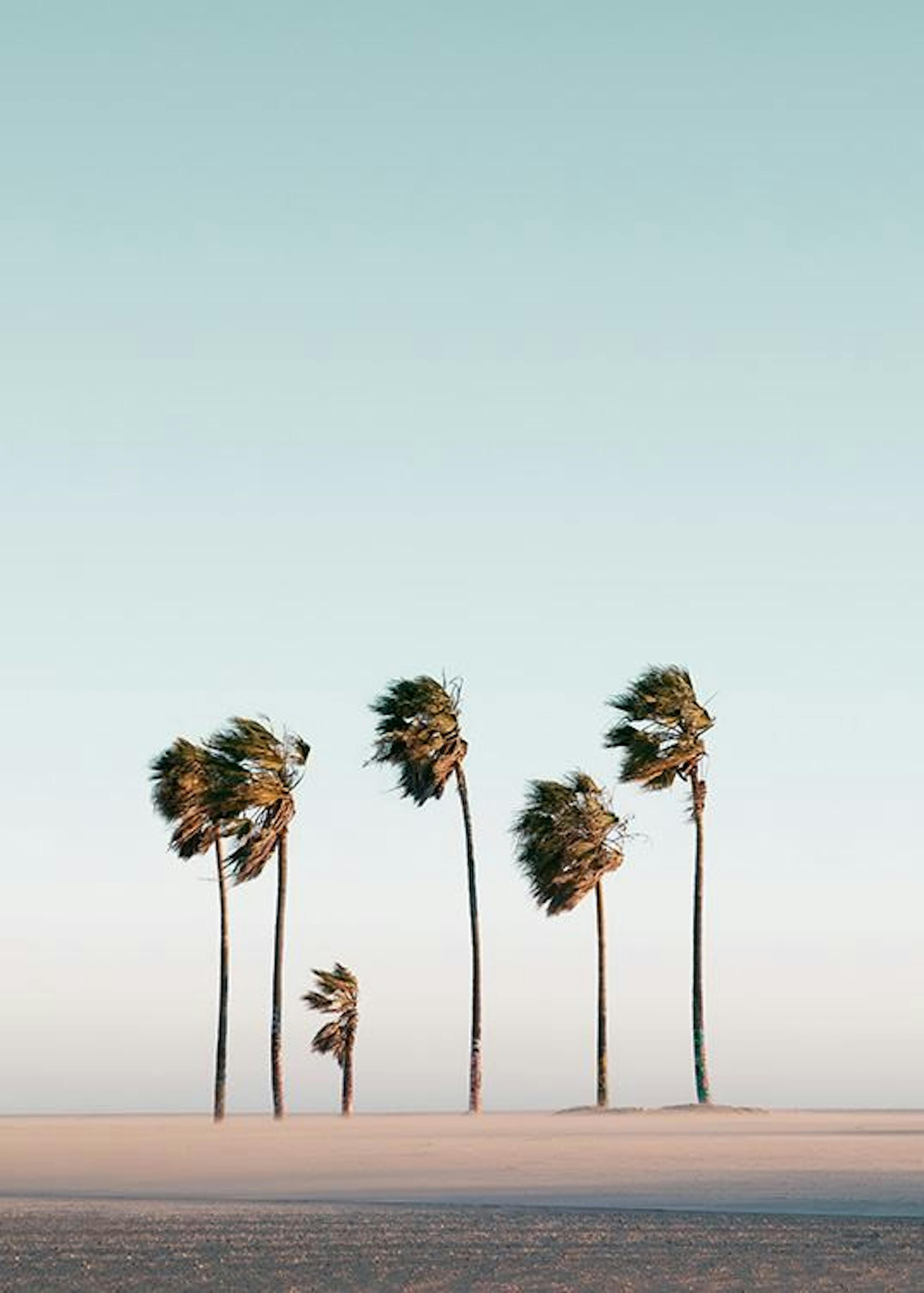 Beach Palms Print 0