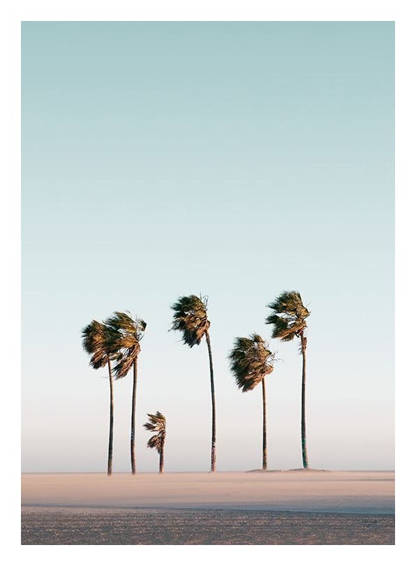 Beach Palms Plakat (50x70 cm)- Plakaty z palmami
