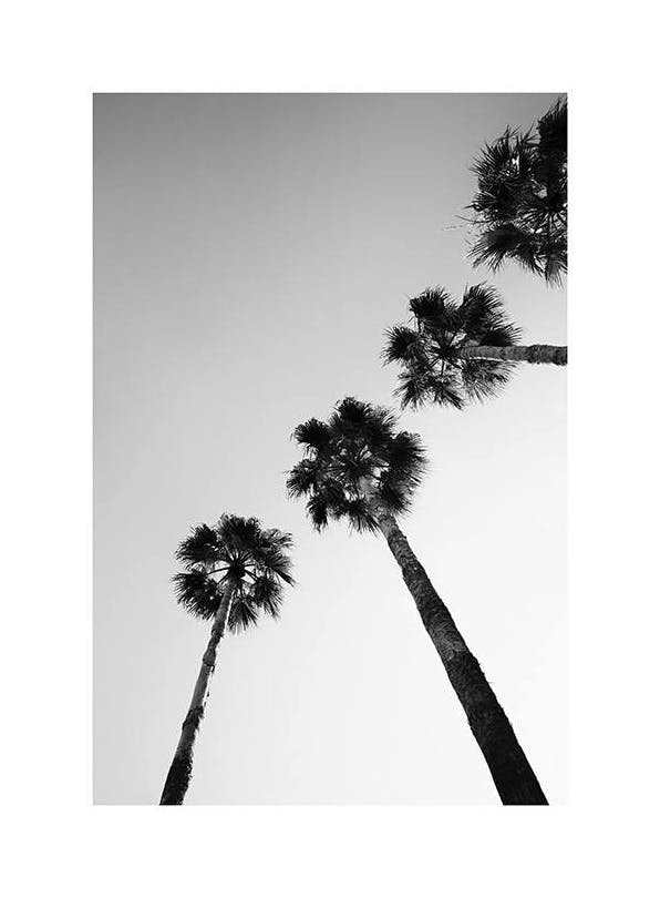 Palm Tree Line Up Plakat (30x40 cm)- Plakaty z palmami