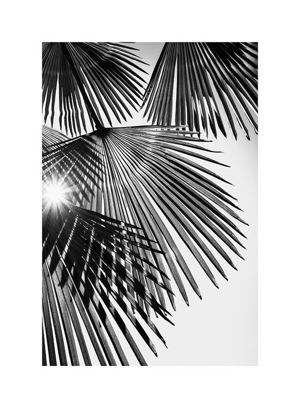 Prints - Sunlight Through Palm Leaves Print (50x70 cm) - Palm prints