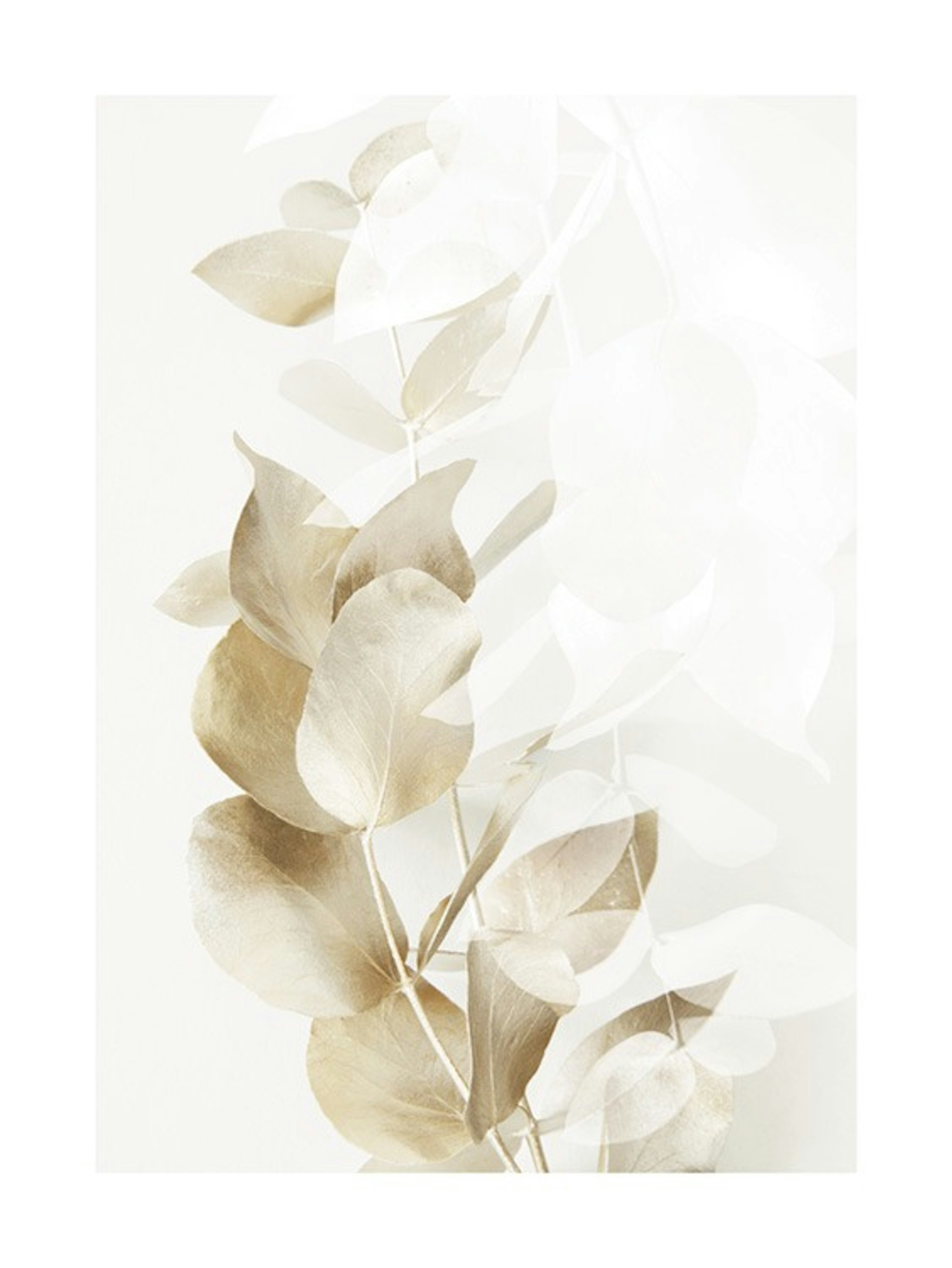 Golden Eucalyptus No2 Poster 0