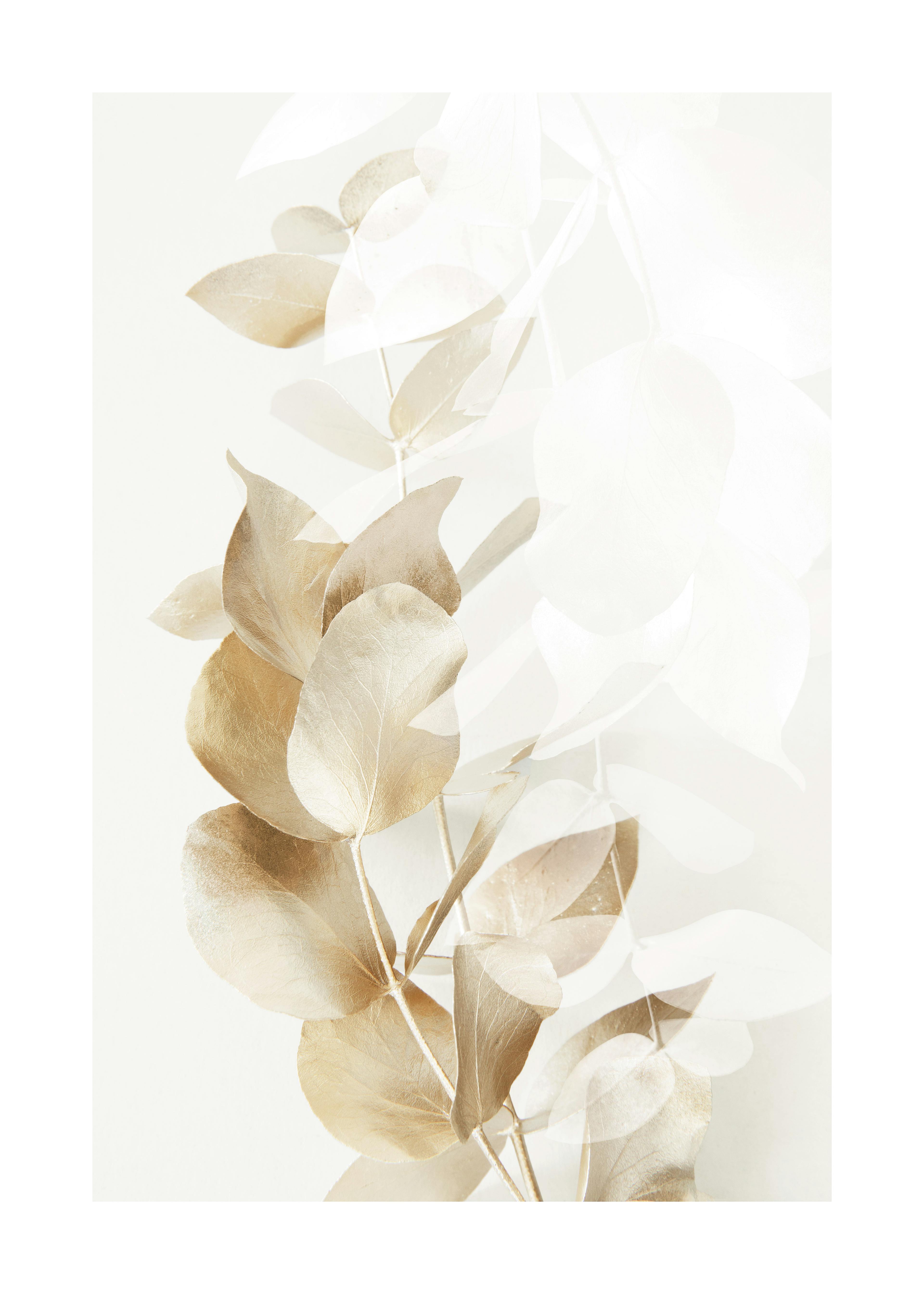 Golden Eucalyptus No2 포스터 0