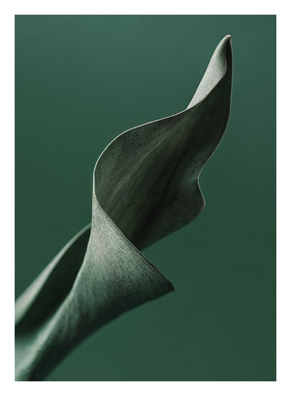 Green Tulip Leaf Poster (50x70 cm)