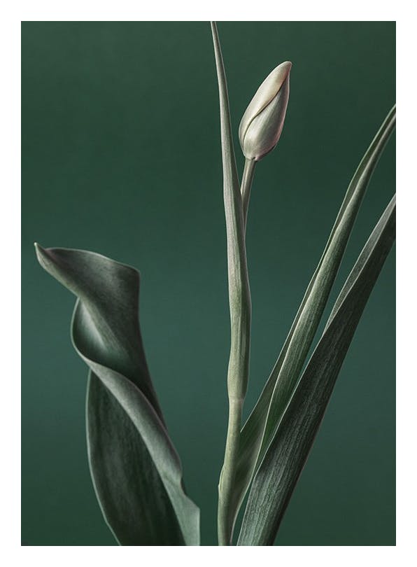 Green Tulip Bud Poster (50x70 cm) - Bloemen