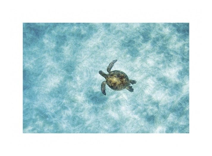 Prints - Green Sea Turtle Print (50x70 cm) - Animal art prints
