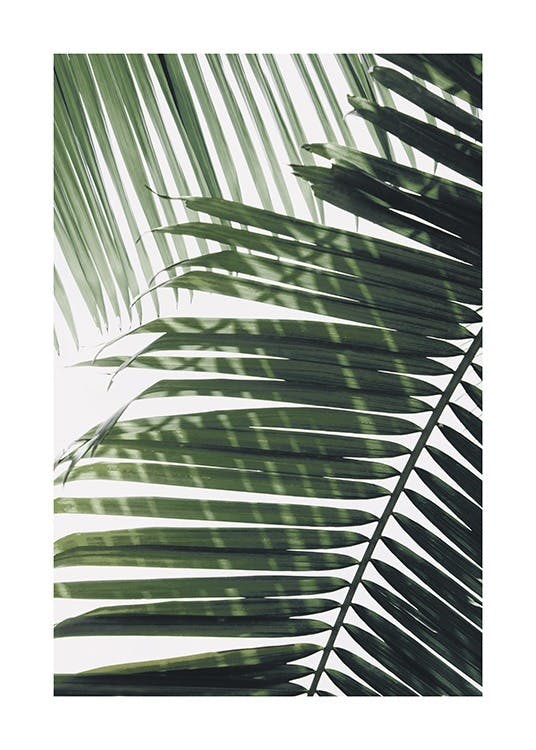 Sunray Palm Poster 0