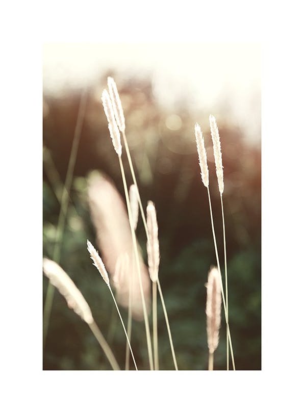 Evening Summer Field Affiche (30x40 cm) - Tableaux de plantes