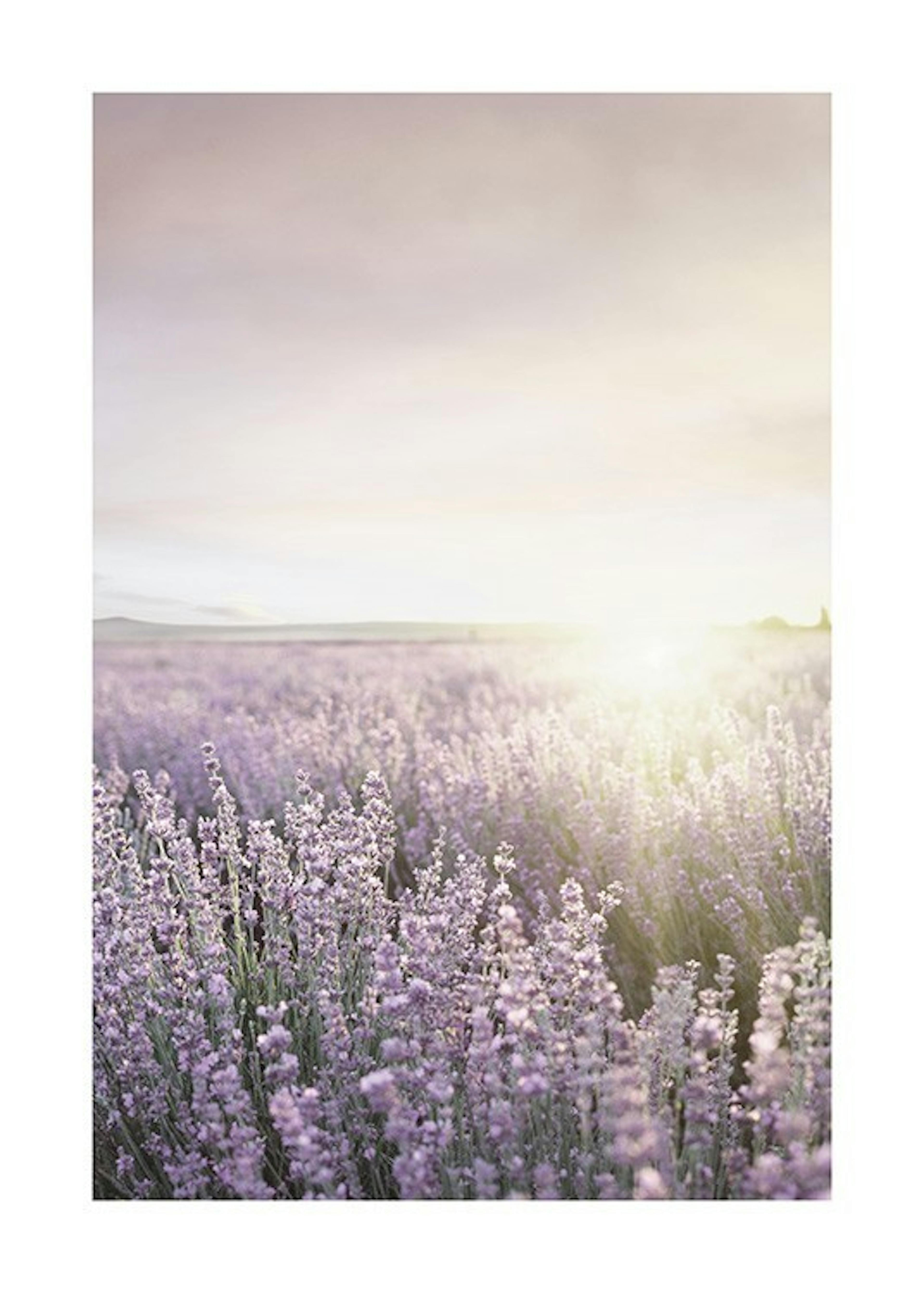 Lavender Field Juliste 0