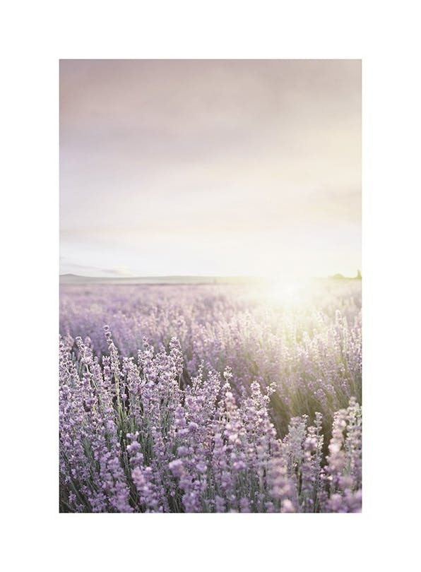 Prints - Lavender Field Print (50x70 cm) - Nature prints